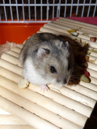 Berunka